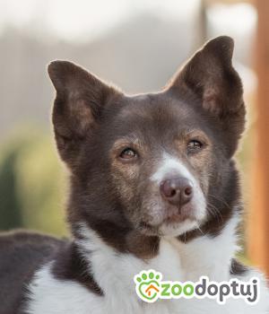 Do adopcji Warszawa