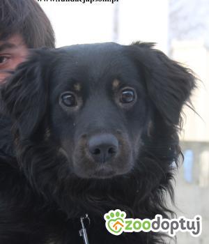 Do adopcji Nowy Dwór Mazowiecki