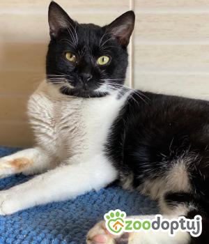 Do adopcji Głowno