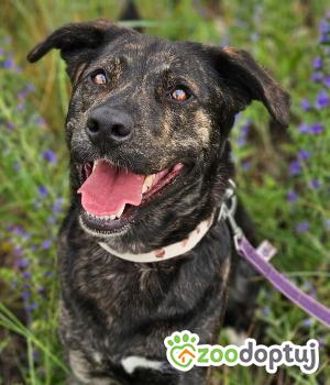 Do adopcji Stalowa Wola