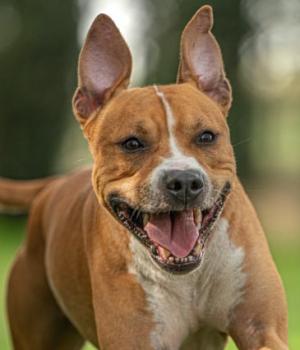 Do adopcji Katowice