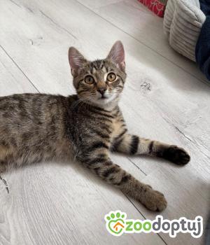 Do adopcji Rybnik
