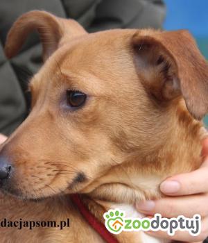 Do adopcji Nowy Dwór Mazowiecki