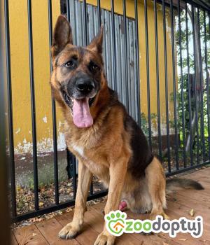 Do adopcji Zgierz