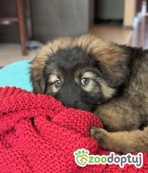 Do adopcji Białobrzegi