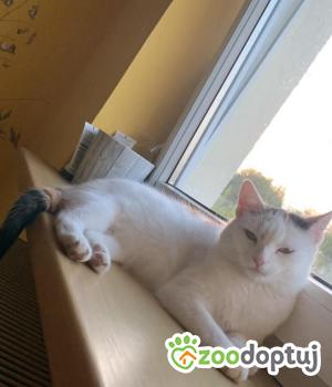 Do adopcji Lublin