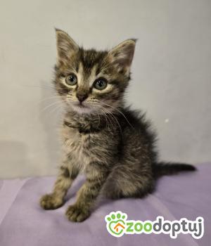 Do adopcji Cieszyn