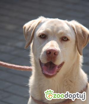 Do adopcji Nowy Dwór Mazowiecki