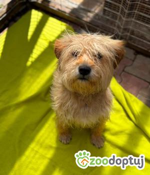 Do adopcji Warszawa