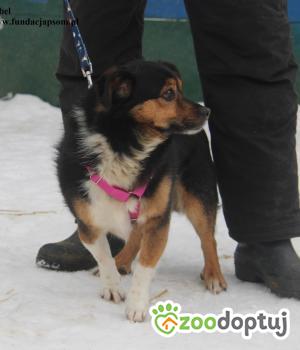 Do adopcji Nowy Dwór Mazowiecki