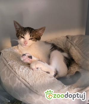 Do adopcji Cieszyn