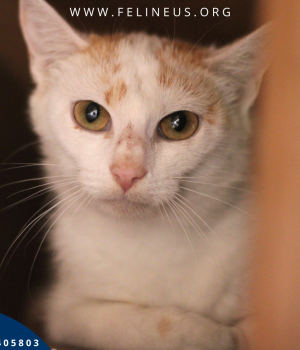 Do adopcji Rzeszów