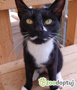 Do adopcji Cieszyn