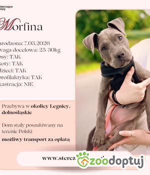Do adopcji Legnica