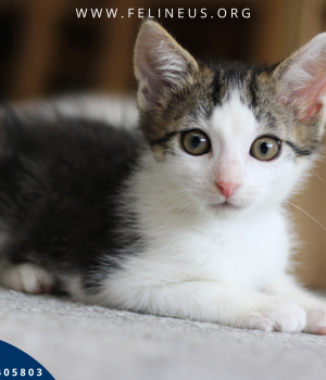 Do adopcji Rzeszów