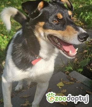 Do adopcji Warszawa
