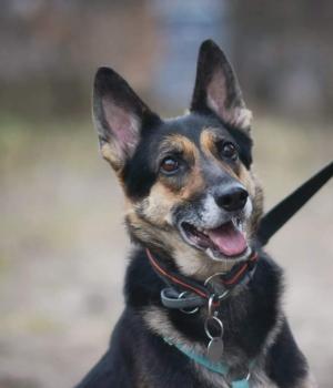 Do adopcji Warszawa