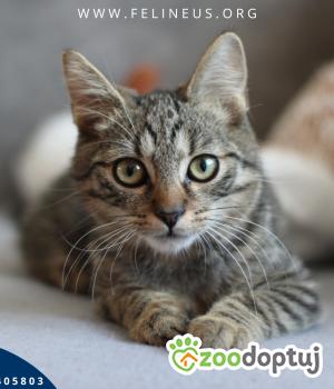Do adopcji Rzeszów