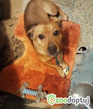 Do adopcji Warszawa