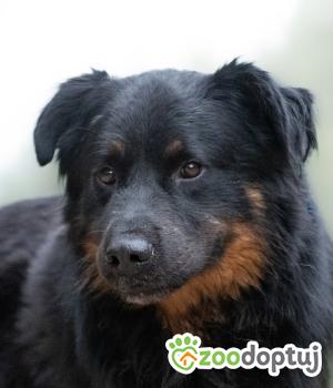 Do adopcji Warszawa