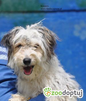 Do adopcji Nowy Dwór Mazowiecki