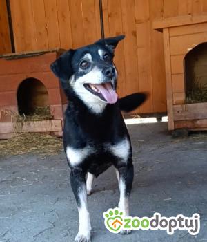 Do adopcji Białobrzegi