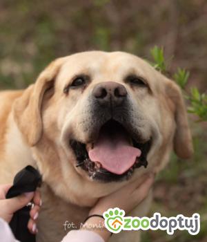 Do adopcji Myślenice