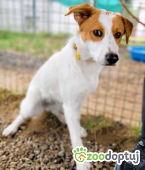 Do adopcji Łódź