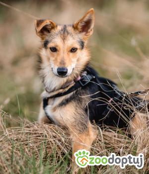 Do adopcji Gdańsk