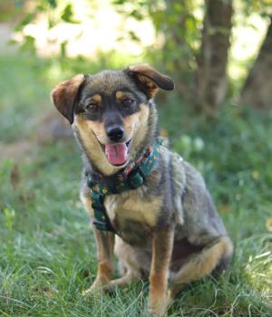Do adopcji Stalowa Wola