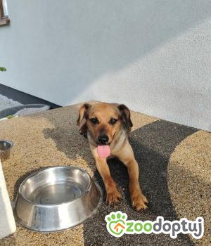 Do adopcji Zgierz