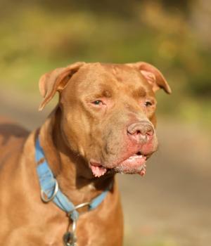 Do adopcji Brzeg