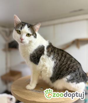 Do adopcji Łódź
