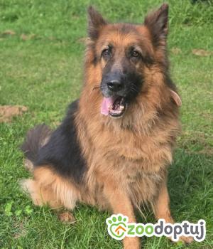 Do adopcji Zgierz