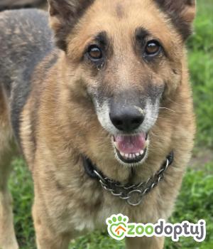 Do adopcji Zgierz