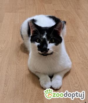 Do adopcji Cieszyn
