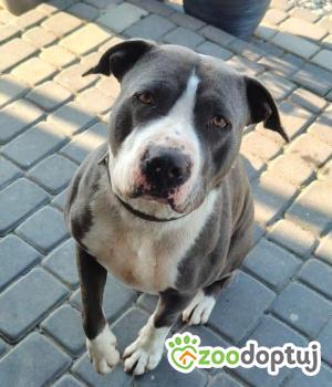 Do adopcji Warszawa