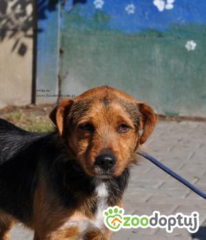 Do adopcji Nowy Dwór Mazowiecki