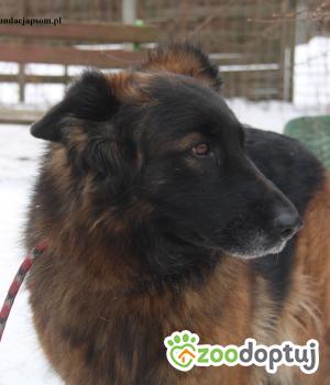 Do adopcji Nowy Dwór Mazowiecki