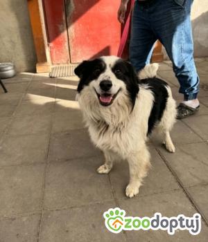 Do adopcji Zgierz