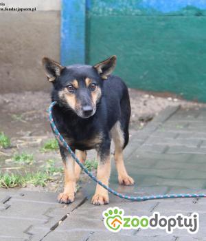 Do adopcji Nowy Dwór Mazowiecki