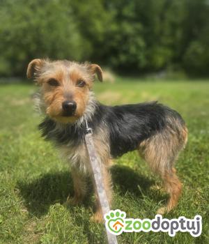 Do adopcji Zgierz