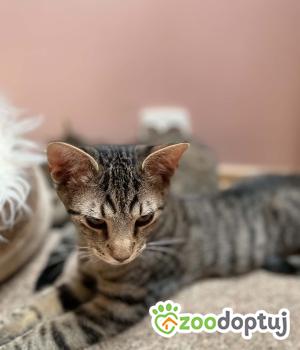 Do adopcji Poznań