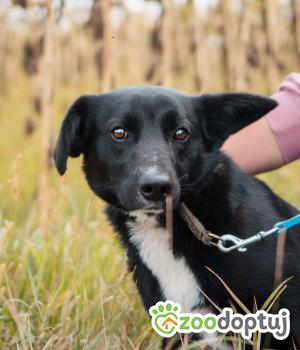 Do adopcji Sompolno