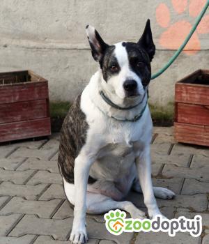 Do adopcji Nowy Dwór Mazowiecki