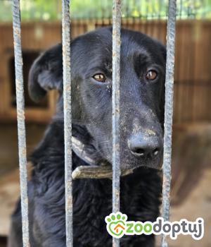 Do adopcji Chełm