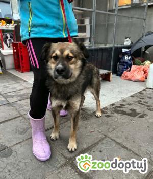 Do adopcji Zgierz