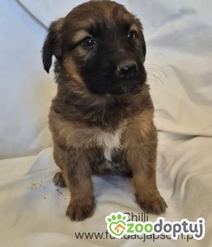 Do adopcji Nowy Dwór Mazowiecki