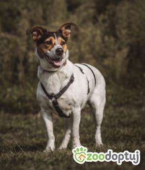 Do adopcji Gdańsk