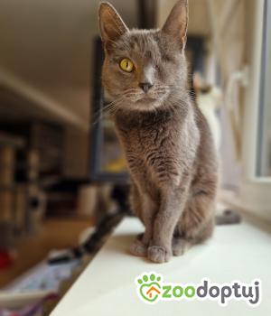 Do adopcji Cieszyn